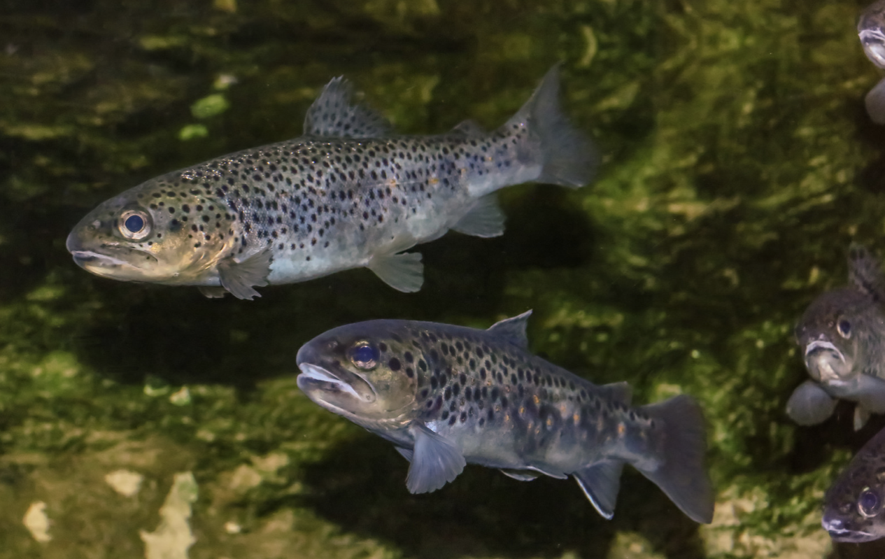 Қазақстандық форель Анталиядағы халықаралық көрмеде таныстырылды