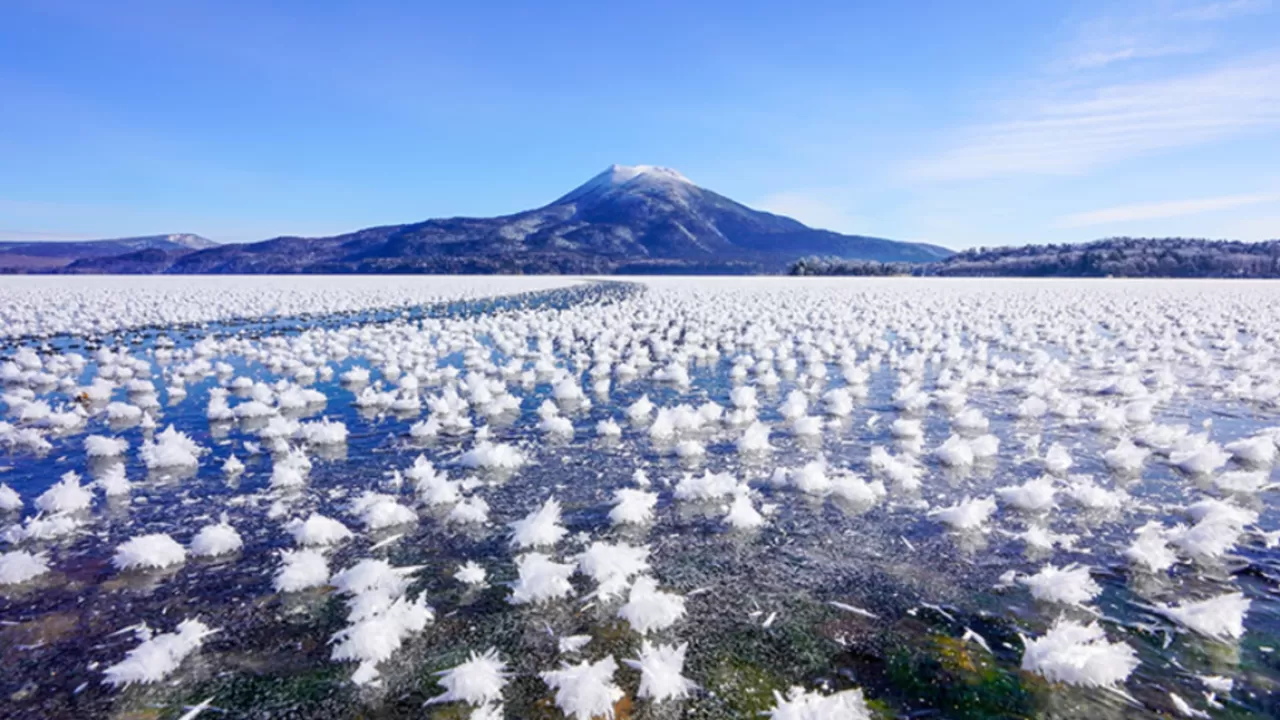 Зимняя магия: цветы изо льда и пара 