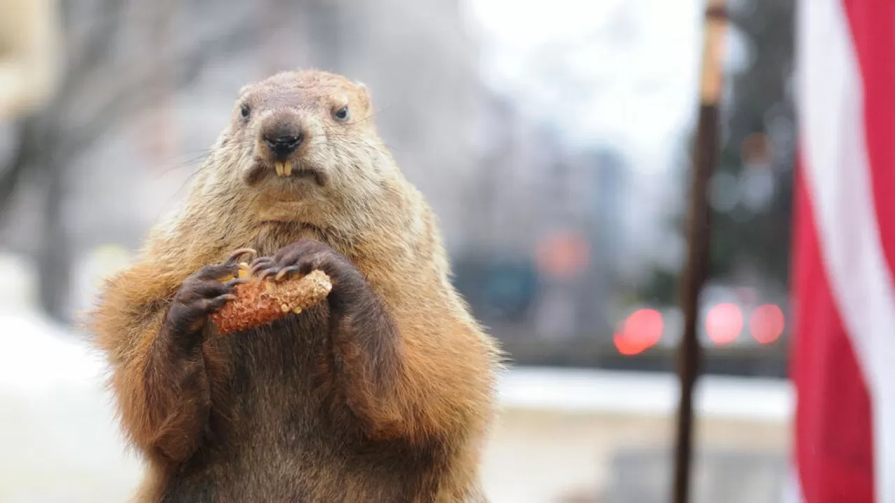 Американский сурок Фил предсказал долгую зиму