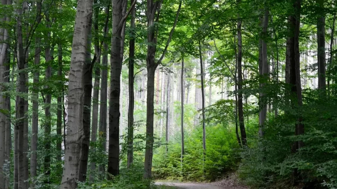 Вырубки, скрытый пожар и миллионный ущерб вскрыла проверка лесхоза на севере Казахстана