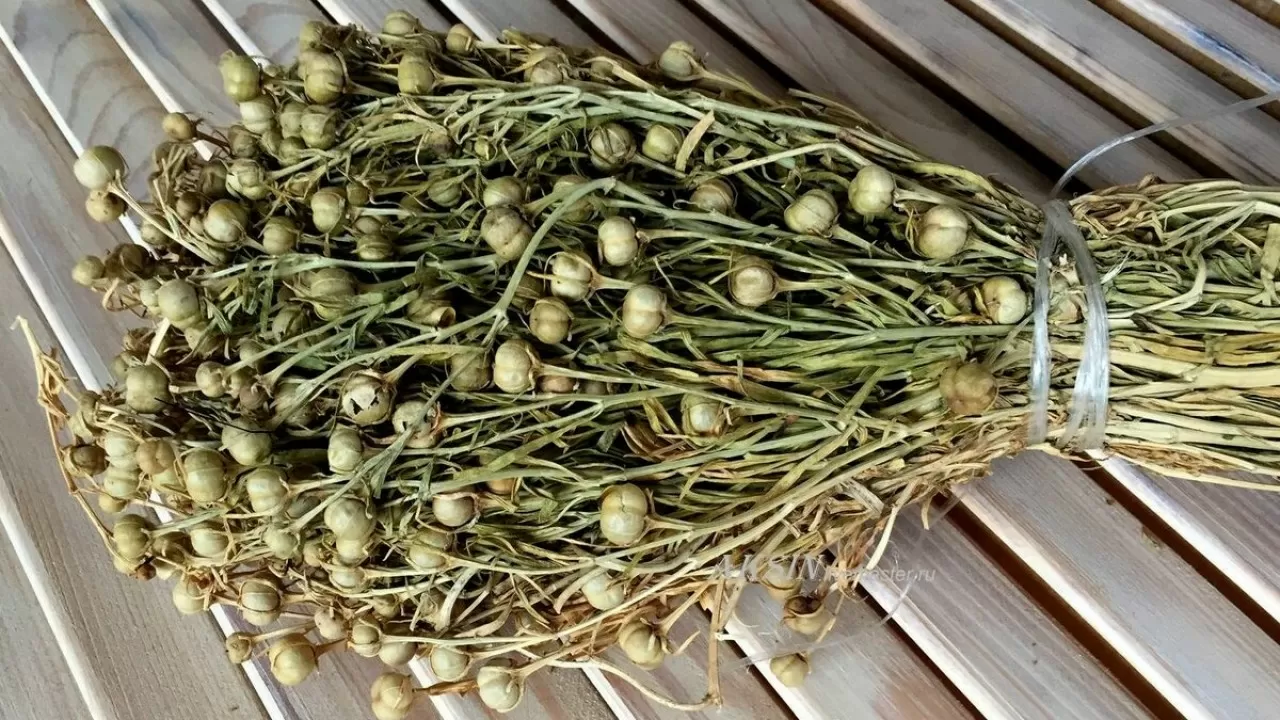 Ресей елшілігі адыраспанға қатысты қазақстандықтарға үндеу жасады