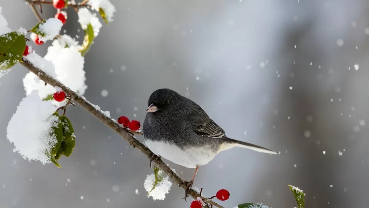 Сильные морозы, снег и гололед: погода в городах Казахстана на три дня
