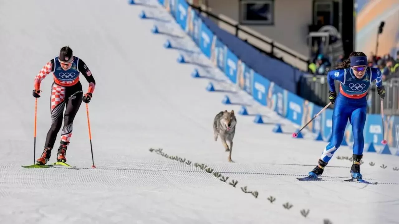 "Я решила, что это волк": в разгар гонки на Олимпиаде-2026 произошел курьез 