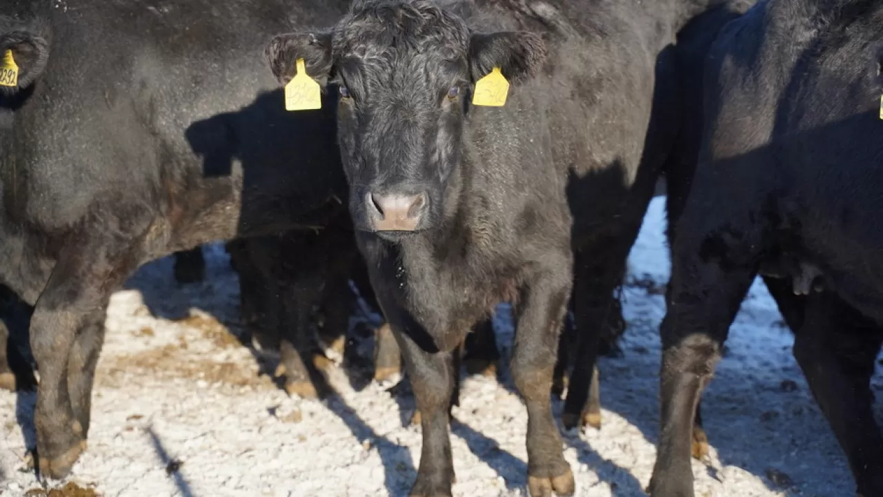 Бурабайда мал шаруашылығын дамытуға арналған форум өтеді