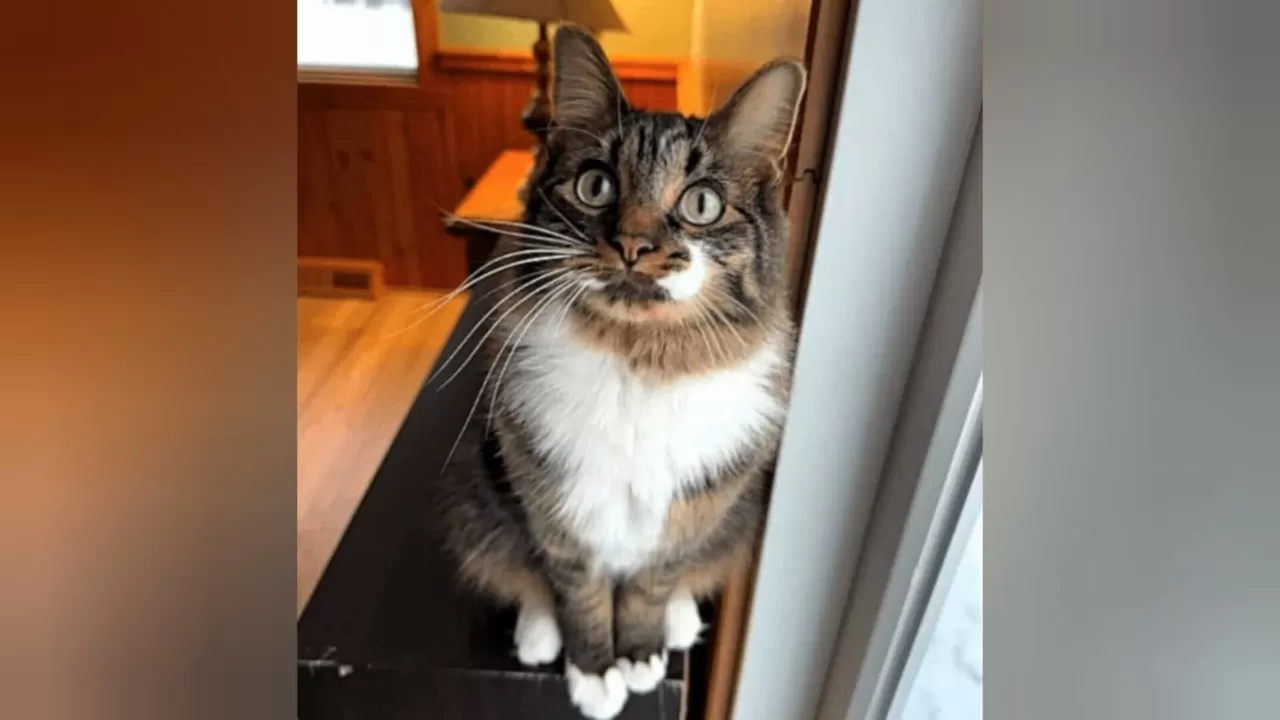 Кота с "жирафьей" шеей прославили в сети