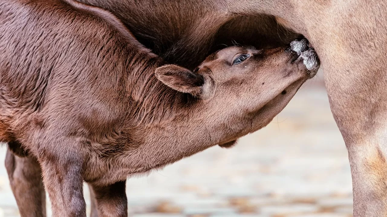 Животноводство РК тормозят хаос и теневая поддержка - Токаев 