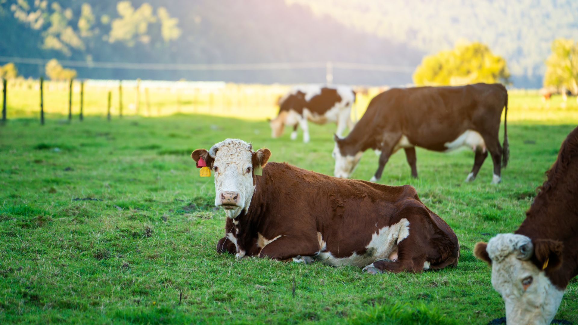 Қазақстанда етті мал шаруашылығын дамытуға арналған форум өтеді