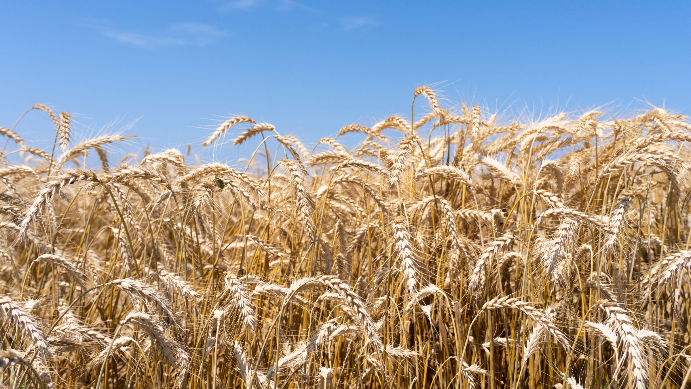 Ауыл шаруашылығы деректерін біріктіретін "Е-АӨК" платформасы іске қосылады