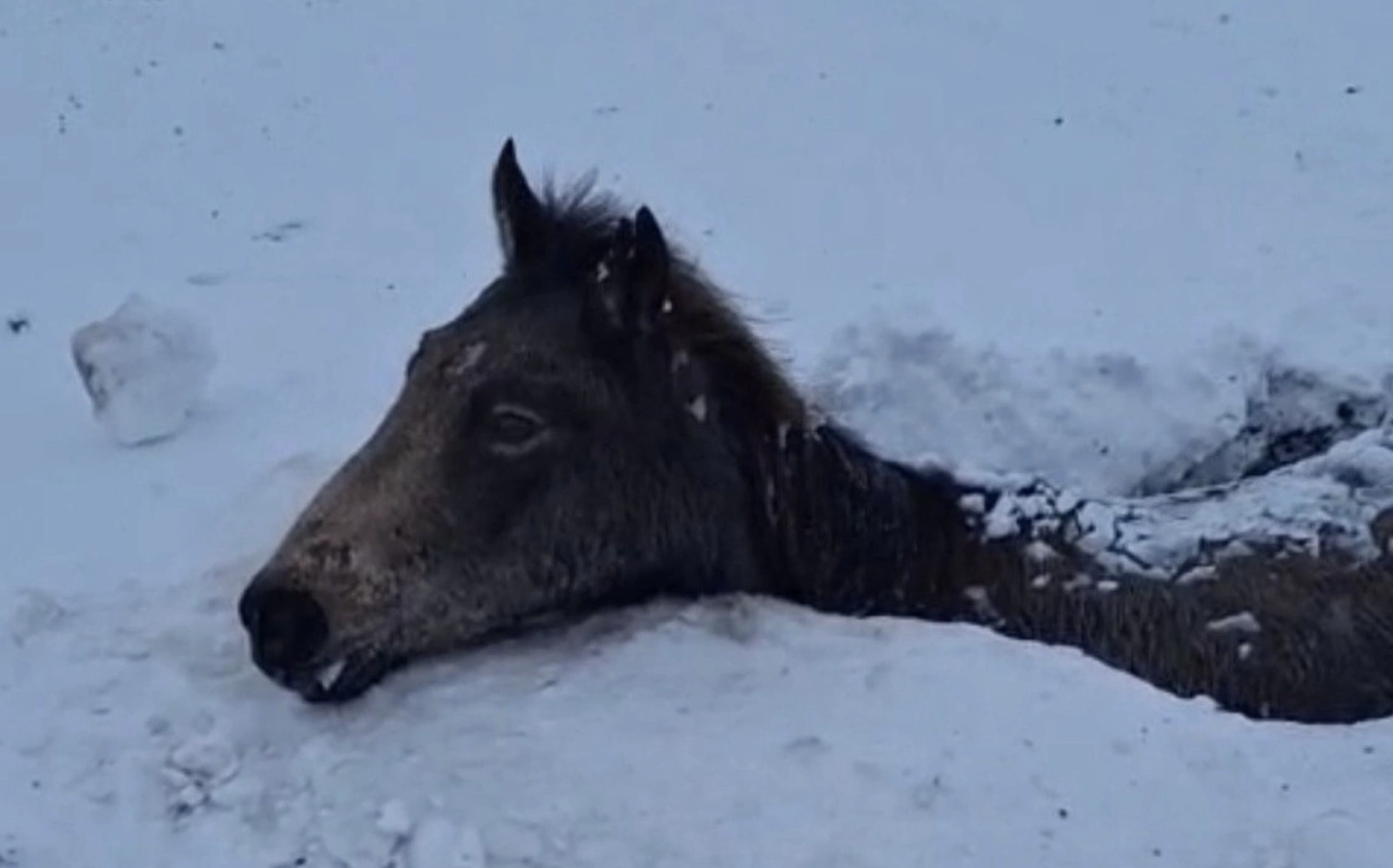Атырау облысында 50-ден астам жылқының өлексесі табылды