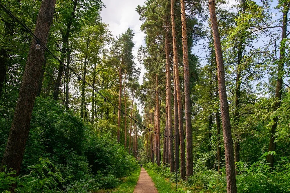 Қостанайда орман шаруашылығына қатысты бірқатар заңсыздық анықталды