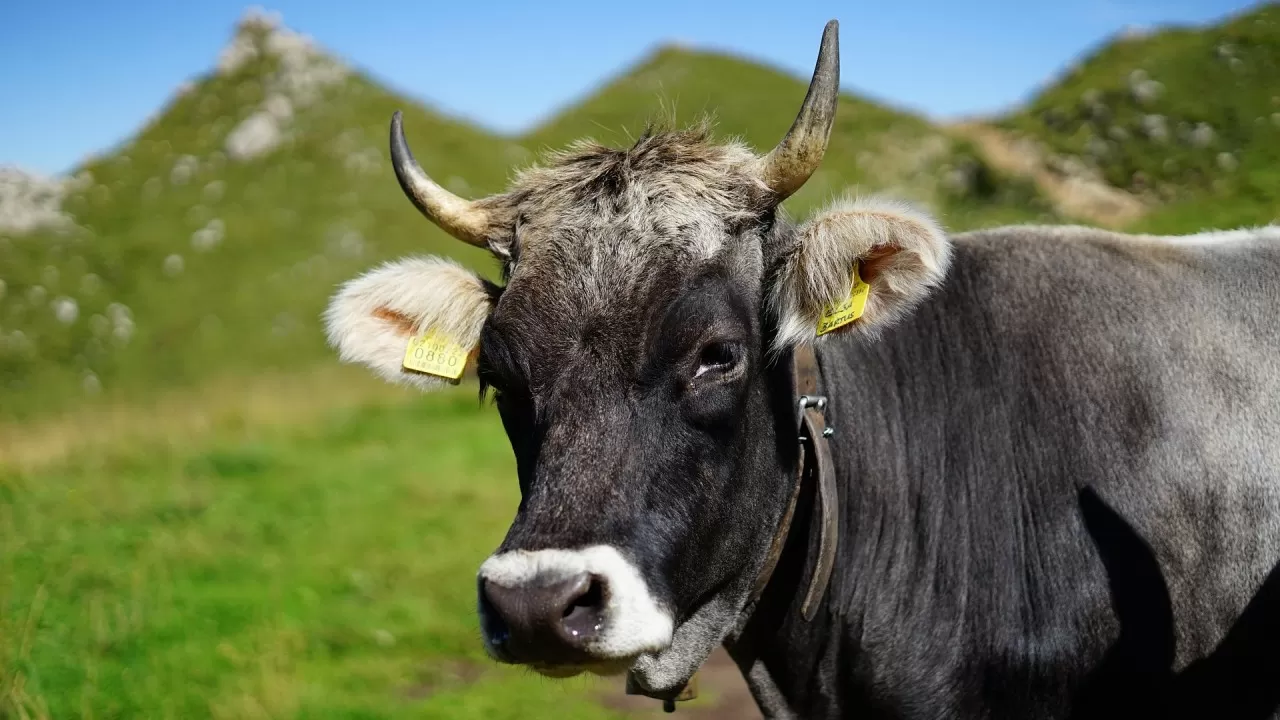 Новые субсидии для разведения племенного скота вводят в РК 