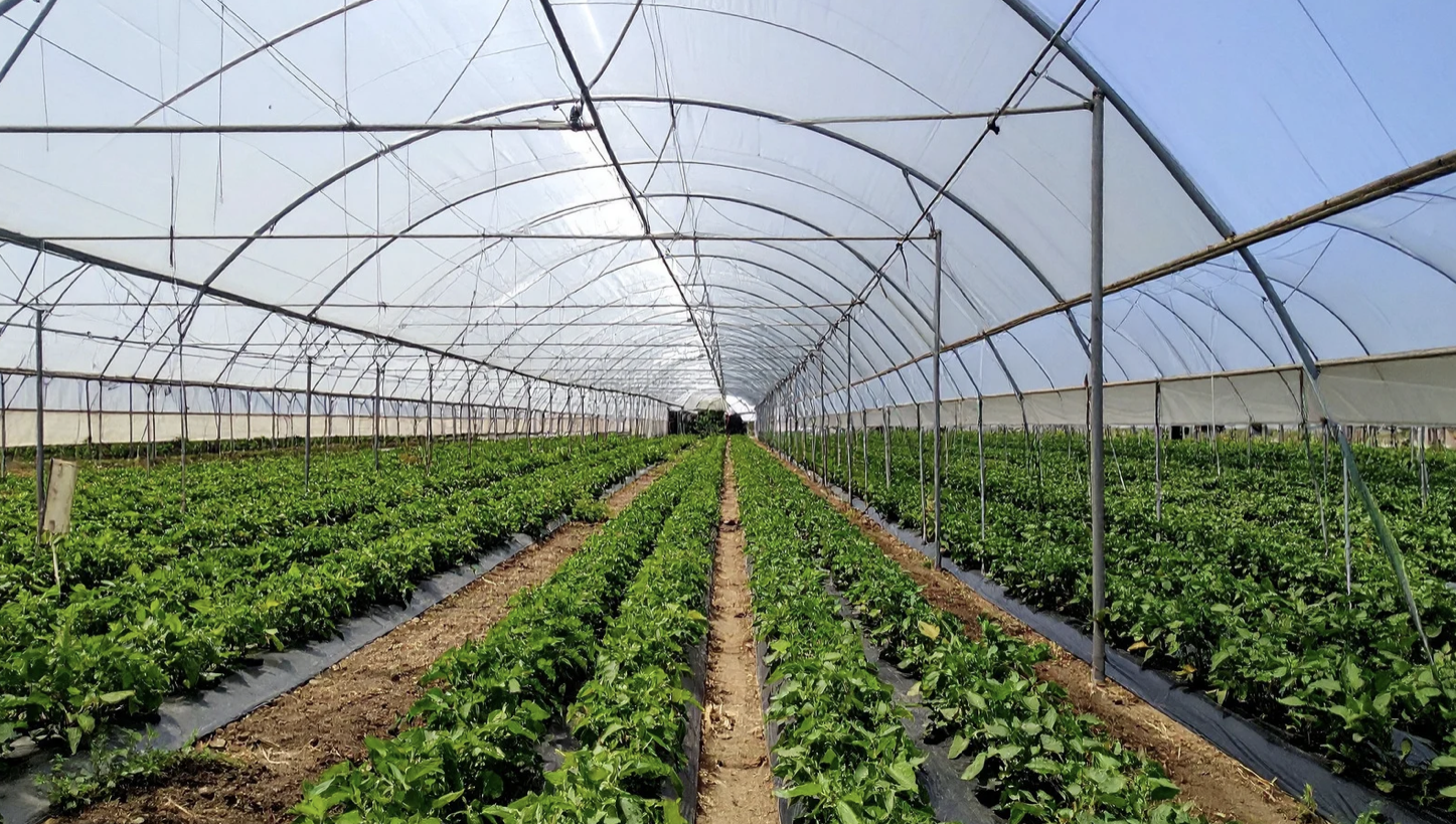 Биыл елімізде жылыжай саны 10%-ға өсті