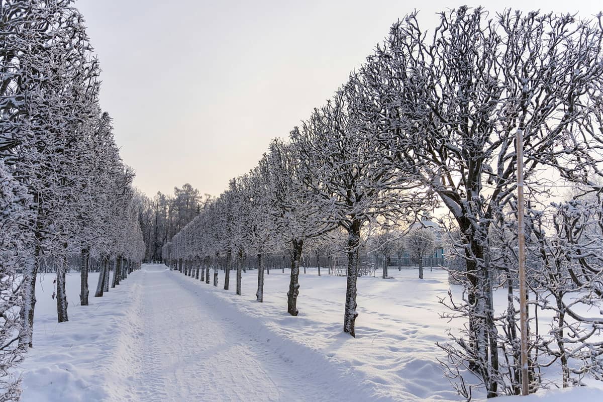 Шымкентте дендробақтан ер адамның мәйіті табылды