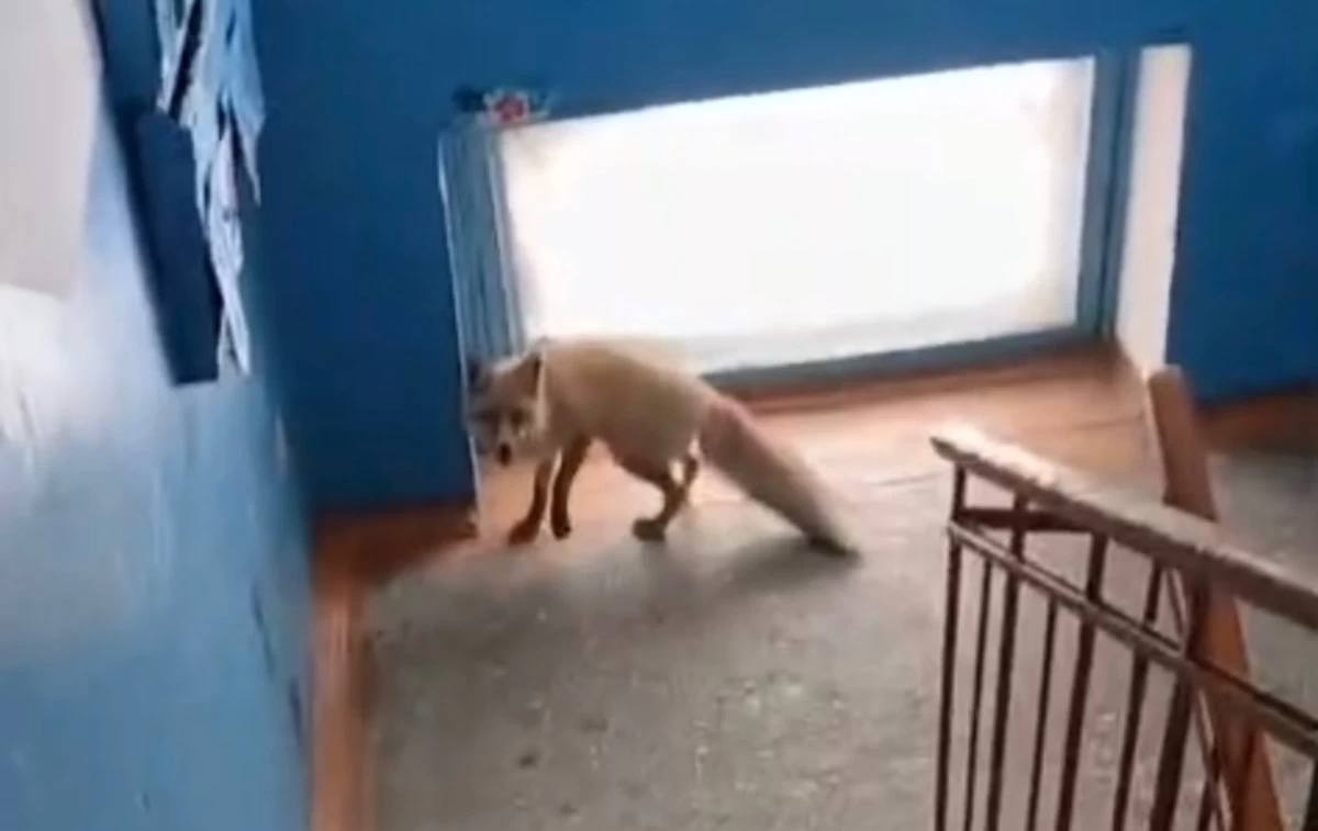 Рудныйда түлкі ұстау кезінде ұйықтататын дәріге шыдамай өліп қалды