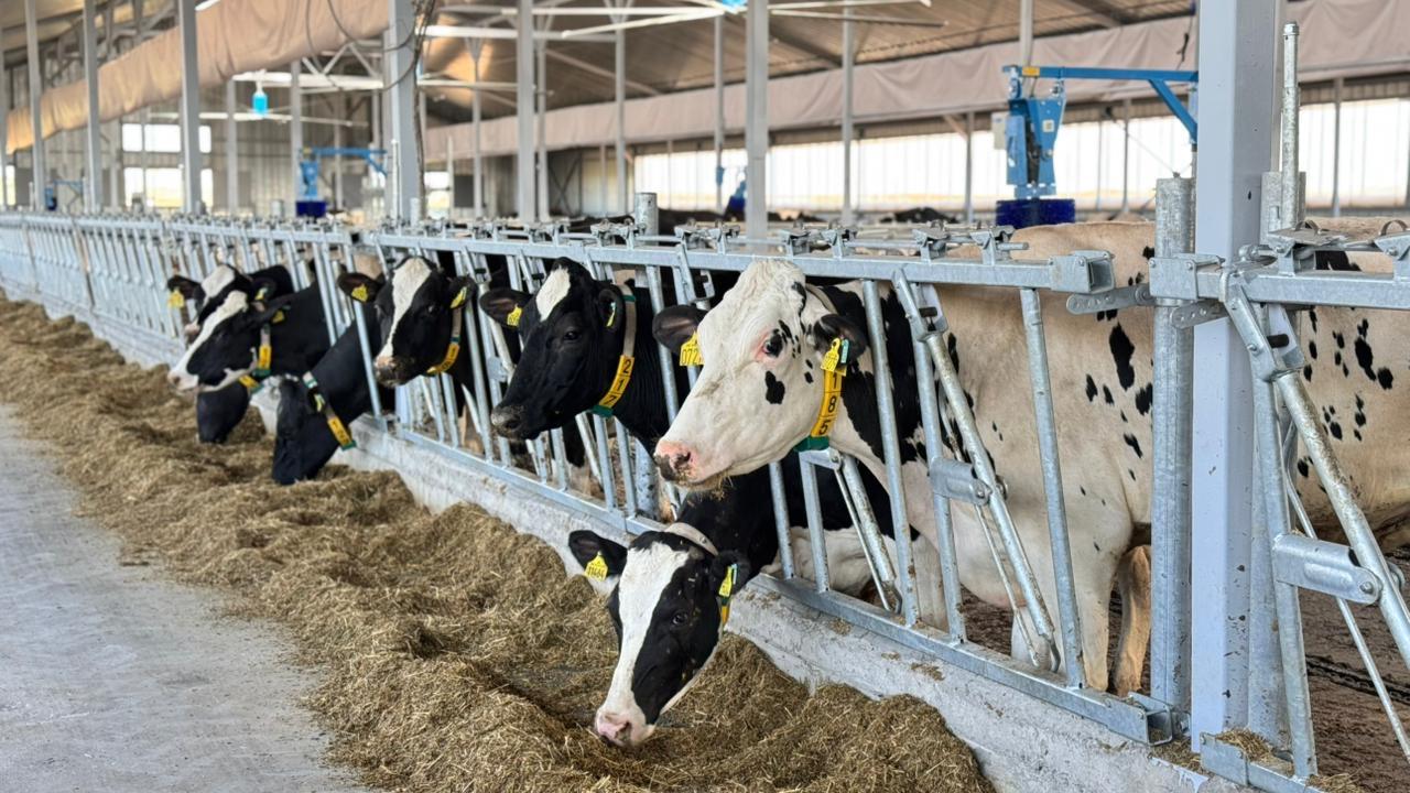 Шығыс Қазақстанда 600 басқа арналған сүт фермасы іске қосылады