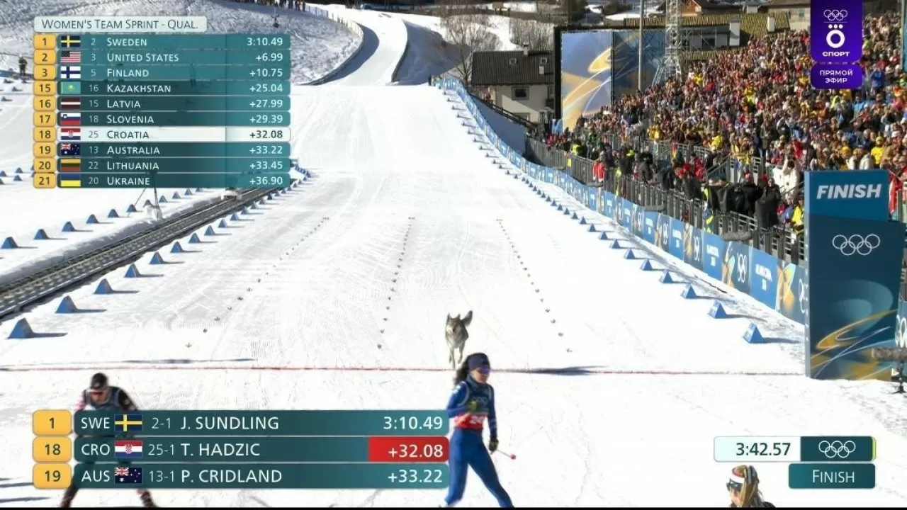 Олимпиададағы тосын сәт: Хаски жарыс жолына шықты