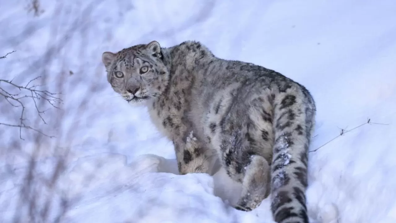 Снежного барса под Алматы взяли под спутниковый контроль 