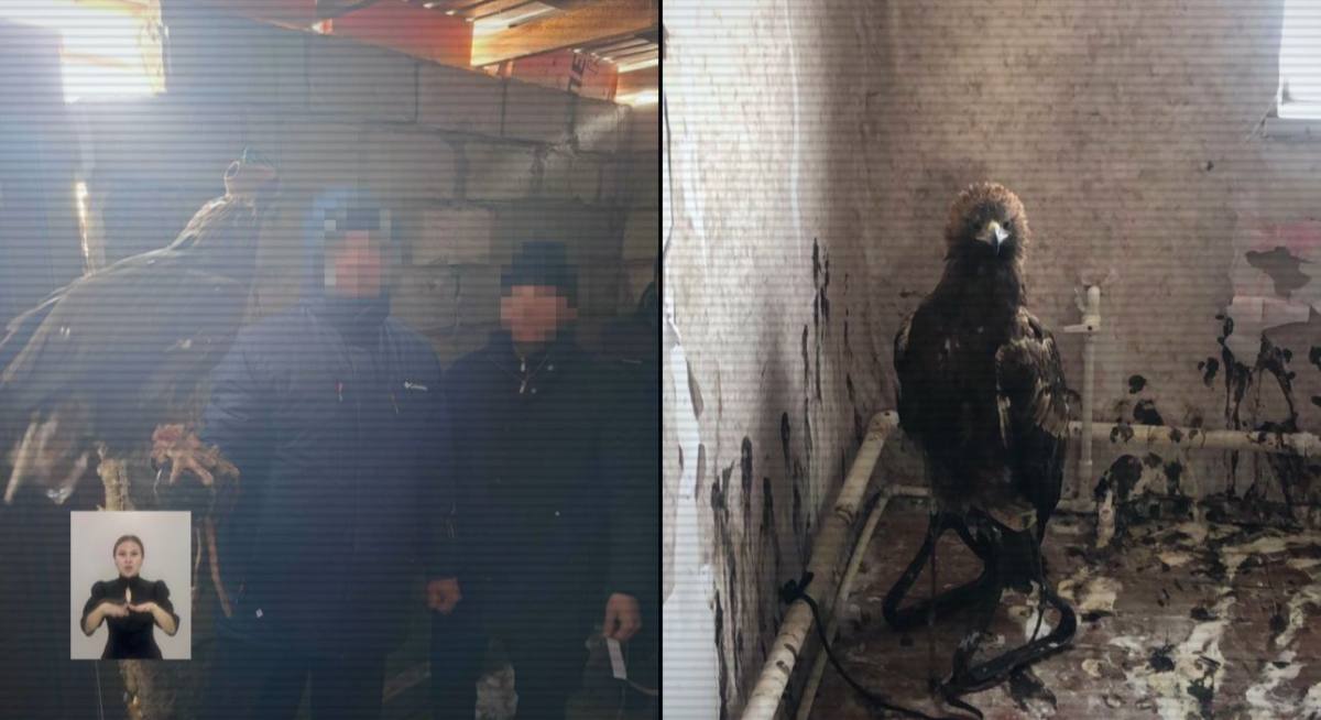Павлодарда Қызыл кітапқа енген құстарды сыртқа сатып келгендер ұсталды