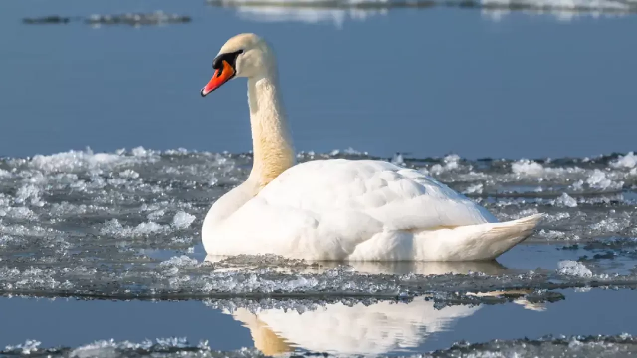 Гибель птиц в Мангистау: экологи начали проверку