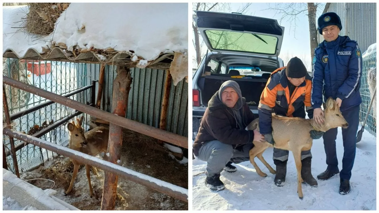 Семейде үй ауласынан сібір елігі табылды