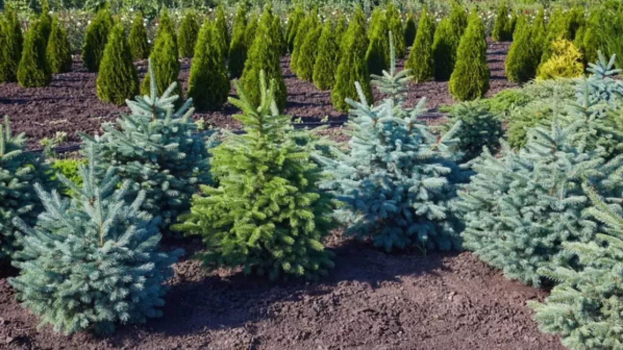  Предприниматель выращивает саженцы ели, чтобы улучшить экологию Караганды