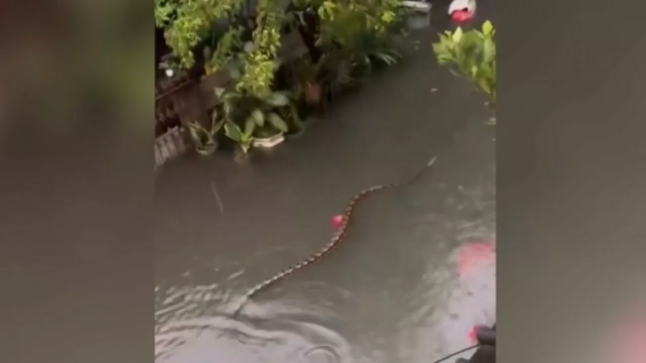 Туристов на Бали предупредили о пятиметровых питонах на улицах