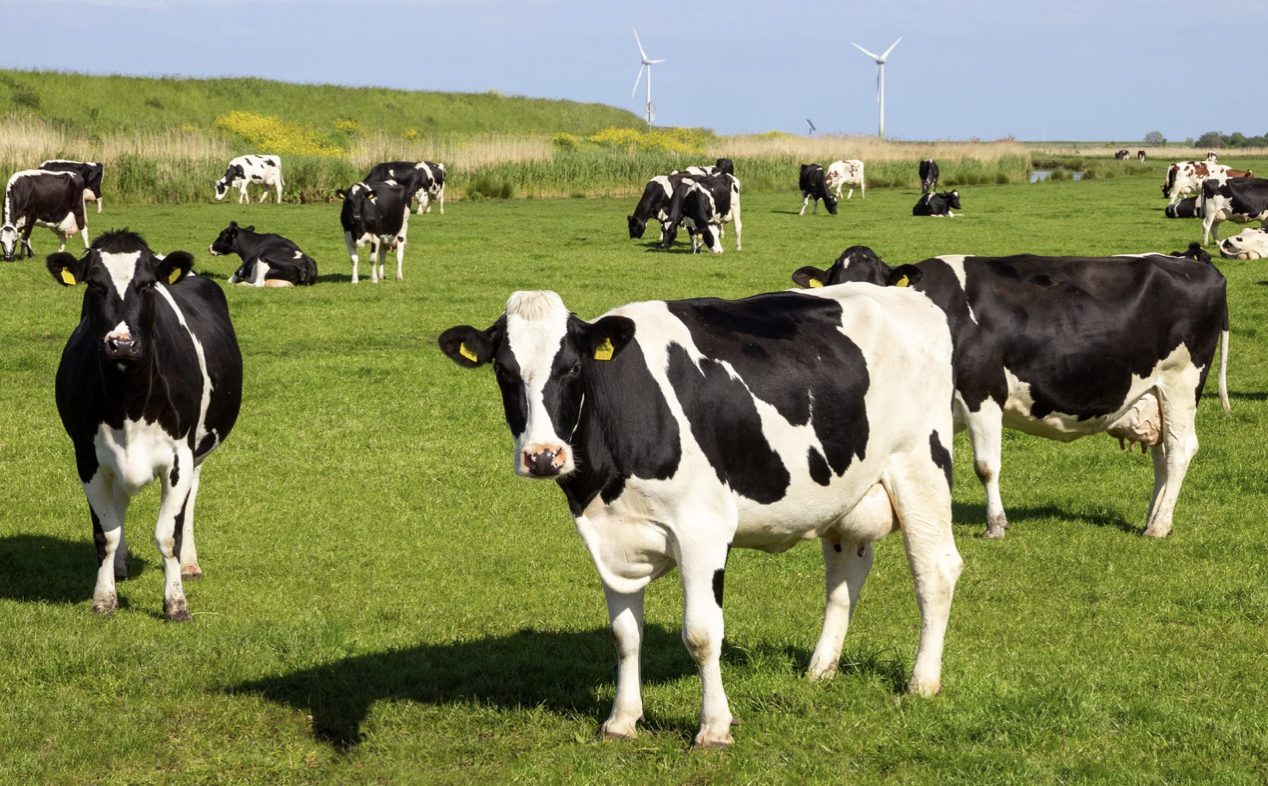 Қазақстанда малдарды мәжбүрлі жою шаралары жүргізілмейді