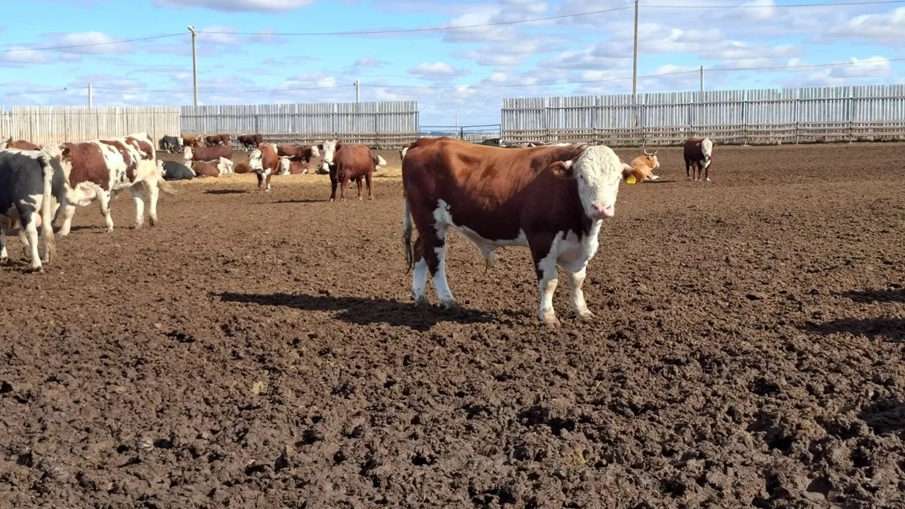 Скот останется в стране: Кыргызстан хочет продлить экспортные ограничения