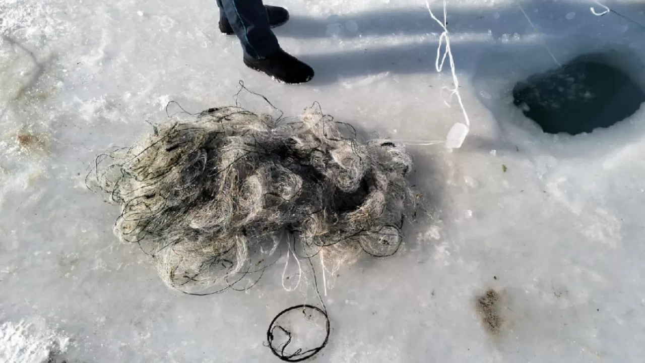 На Алаколе изъяли сотни метров незаконных сетей 