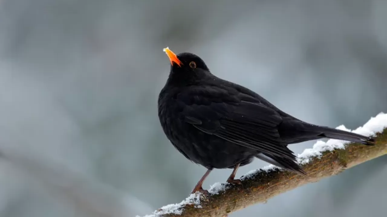 Казахстан выбрал птицу 2026 года 