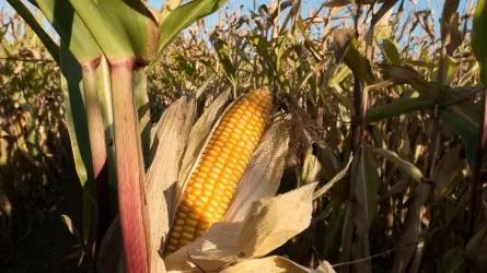 Посевная 2026: акцент на кукурузу 