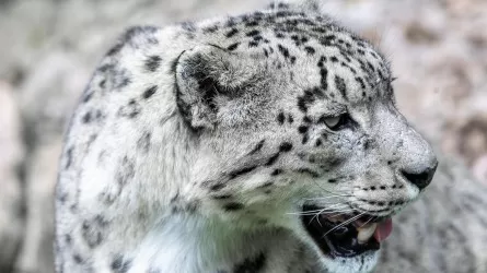 Редкая семейка попала в фотоловушку в нацпарке Казахстана 