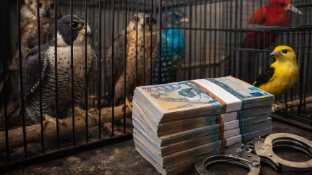 Более 40 краснокнижных птиц из Казахстана едва не "улетели" за рубеж 