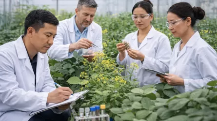 Масличные и бобовые культуры требуют новых сортов для Казахстана 