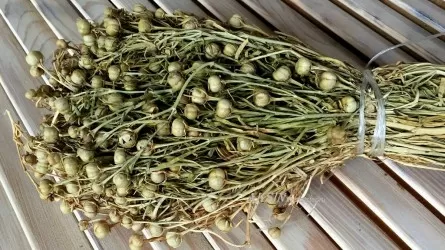 Ресей елшілігі адыраспанға қатысты қазақстандықтарға үндеу жасады