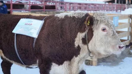 Мобильные пункты селекции для животноводов появятся в регионах РК