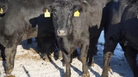 Бурабайда мал шаруашылығын дамытуға арналған форум өтеді