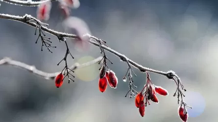 Циклон с Урала принесет метели, затем ударят морозы