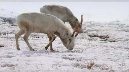 Почему сайгаки заходят в села зимой