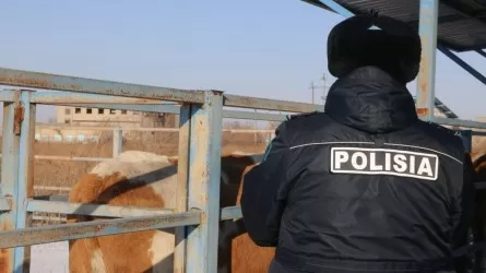 Караваны с сотнями голов ворованного скота перехватили в Туркестанской области