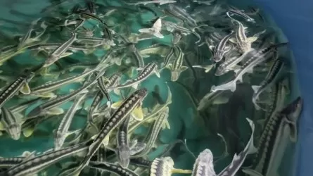 В РК рыбную отрасль переведут в цифру 