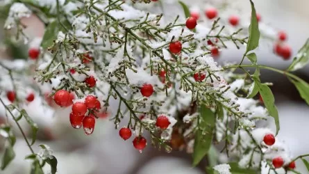 Антициклон принесет затишье, но юг и юго-восток накроют осадки и метели