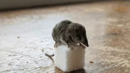 Ученые открыли новый вид крошечной землеройки