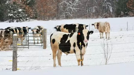 Все коровы в гости к нам: Казахстан объявил всеобщую мобилизацию мирового элитного поголовья