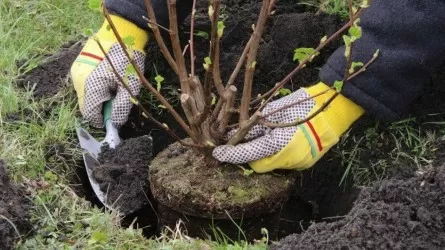 Түркістанда көгалдандырумен айналысатын мекеме 29 миллионға жуық жалақы төлемеген  