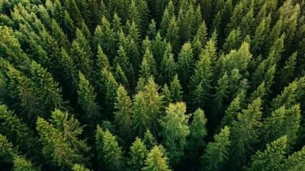 ШҚО-да орман шаруашылығы 10 жылға жалға беріледі