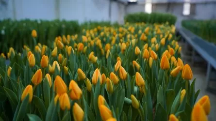 Первые тюльпаны зацвели в ботаническом саду Туркестана 