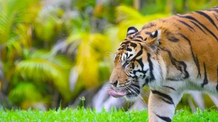 Более 70 тигров погибли из-за вспыхнувшего в Таиланде кошачьего вируса 