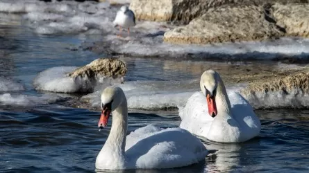 Ақтауға аққулар ұшып келді