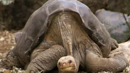 Гигантские черепахи возвращаются на Галапагосские острова спустя почти 200 лет